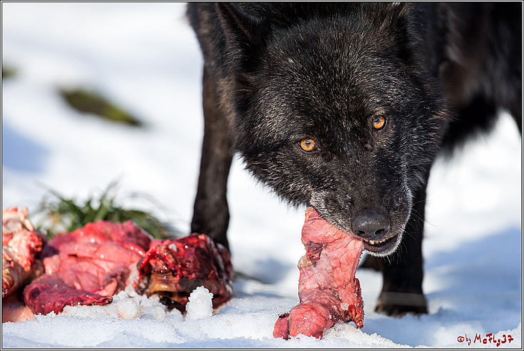 Timberwolf - Polarwolf Kasselburg, 18.02.2018