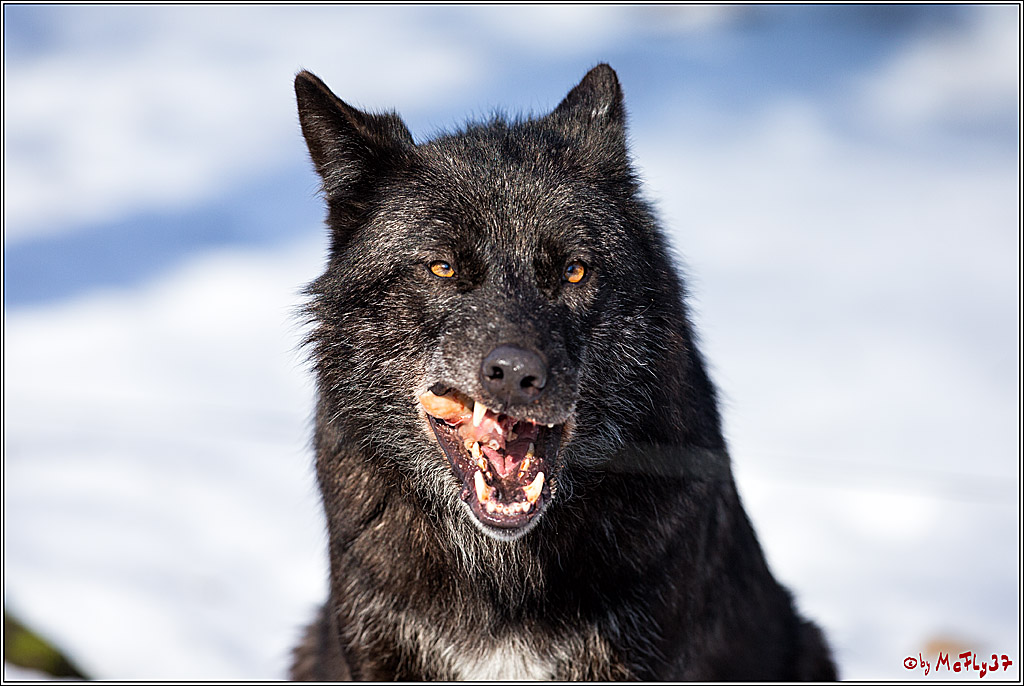 Timberwolf - Polarwolf Kasselburg, 18.02.2018