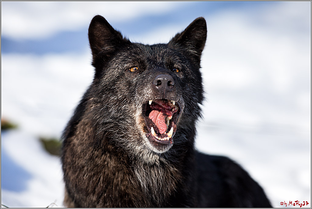 Timberwolf - Polarwolf Kasselburg, 18.02.2018