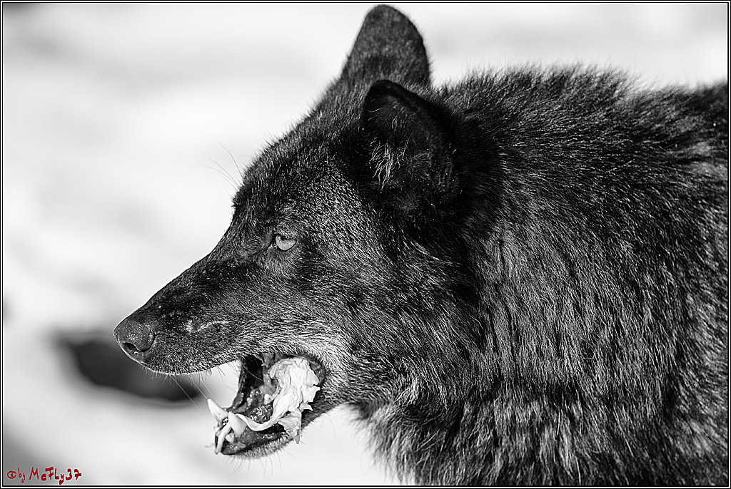 Timberwolf - Polarwolf Kasselburg, 18.02.2018