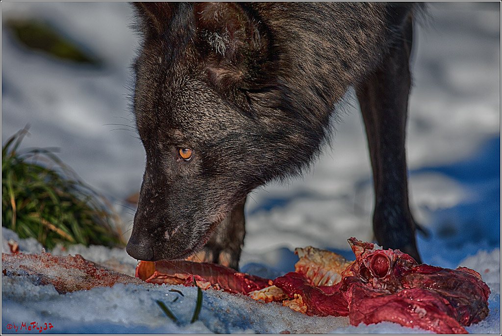 Timberwolf - Polarwolf Kasselburg, 18.02.2018