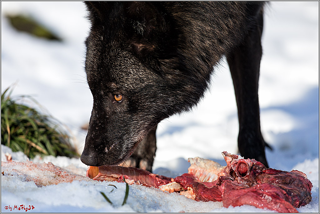 Timberwolf - Polarwolf Kasselburg, 18.02.2018