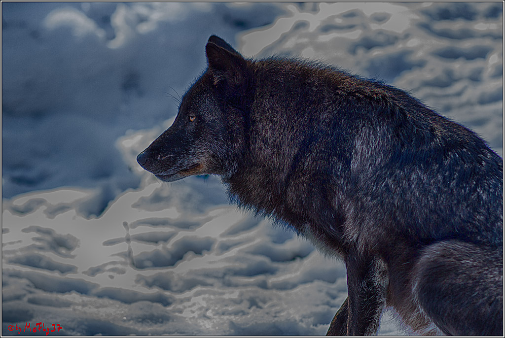 Timberwolf - Polarwolf Kasselburg, 18.02.2018