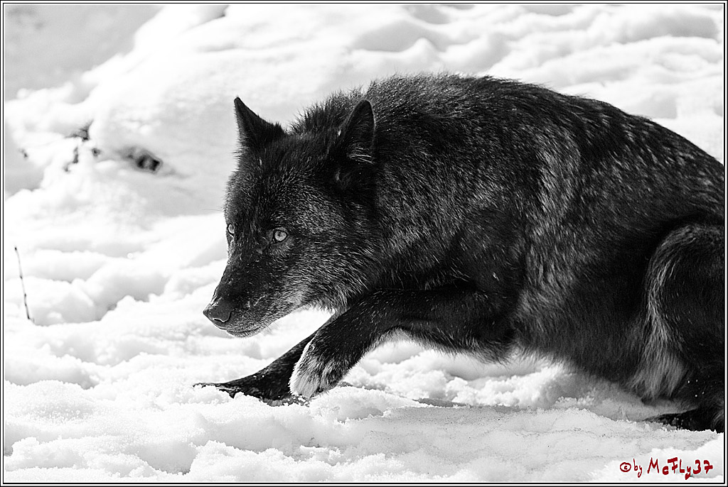 Timberwolf - Polarwolf Kasselburg, 18.02.2018