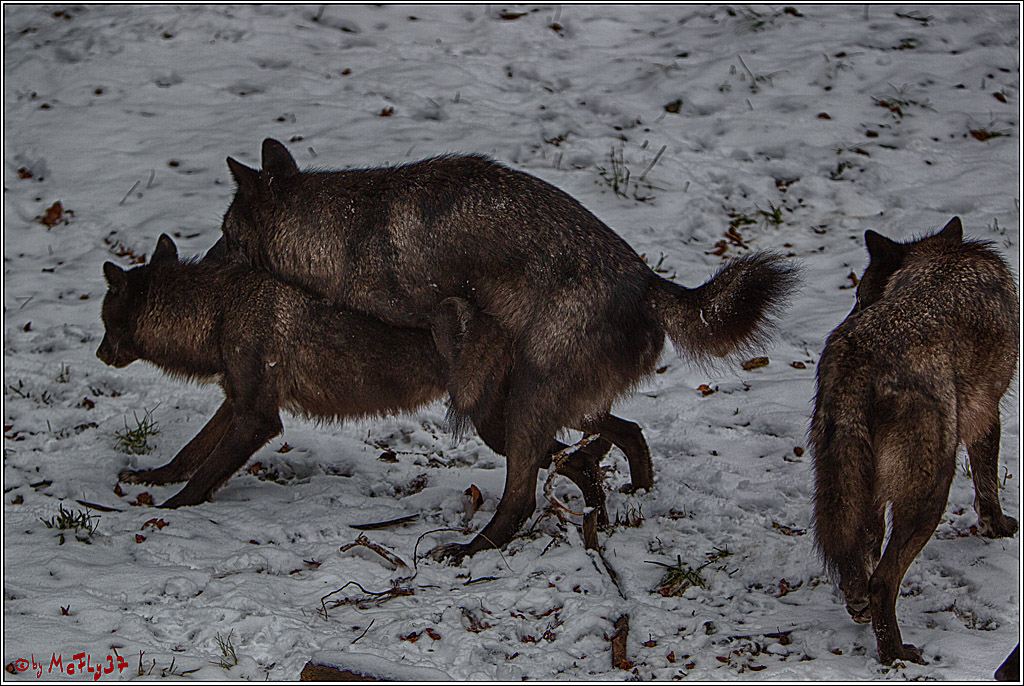 Woelfe im Schnee Timberwolf Polarwolf, 11.02.2017