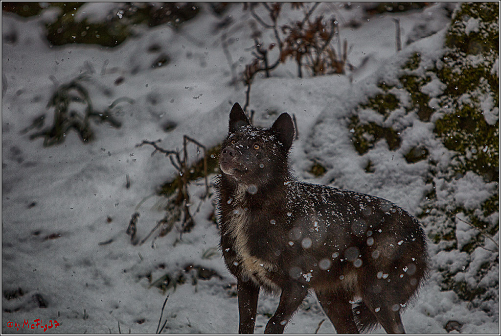 Woelfe im Schnee Timberwolf Polarwolf, 11.02.2017