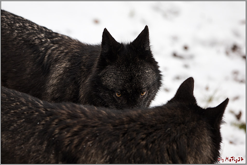 Woelfe im Schnee Timberwolf Polarwolf, 11.02.2017