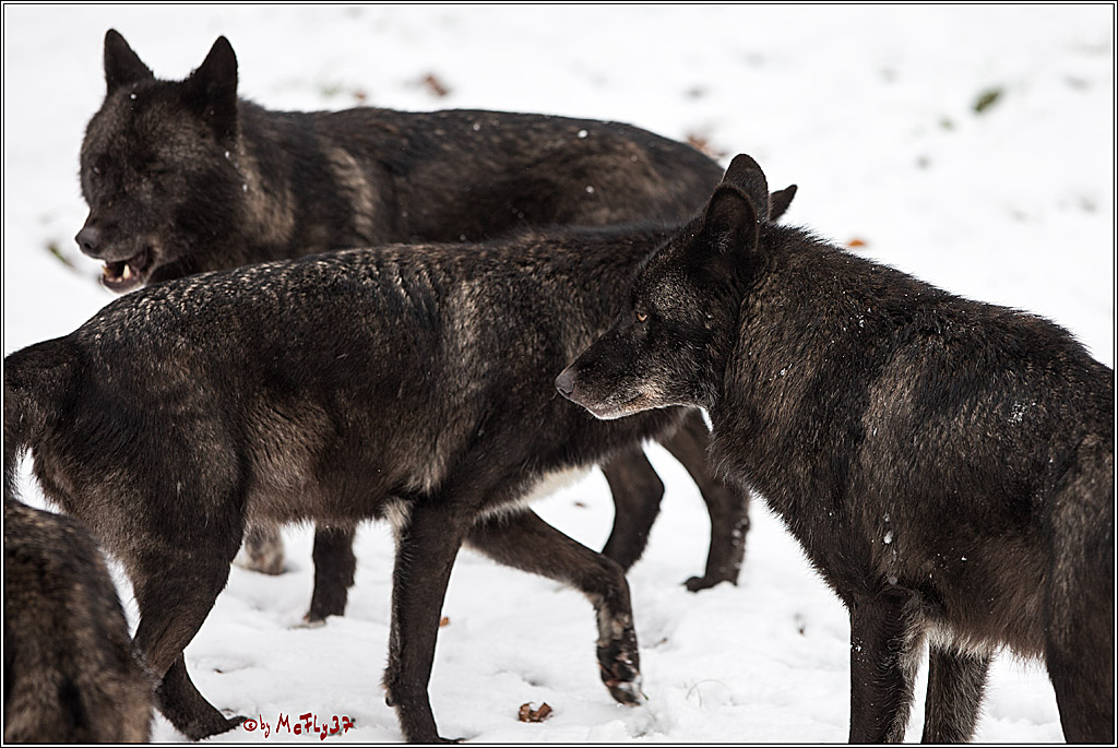 Woelfe im Schnee Timberwolf Polarwolf, 11.02.2017