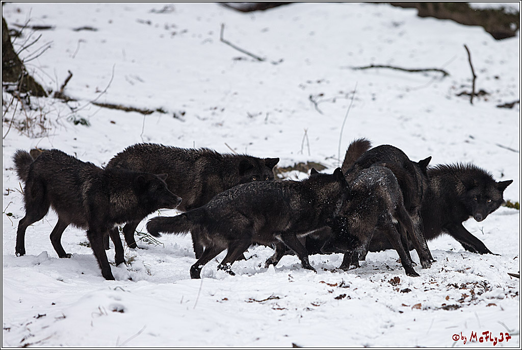 Woelfe im Schnee Timberwolf Polarwolf, 11.02.2017