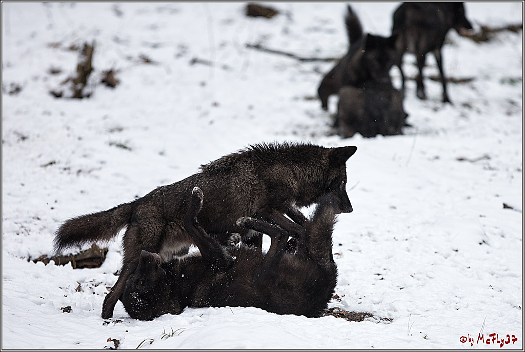 Woelfe im Schnee Timberwolf Polarwolf, 11.02.2017