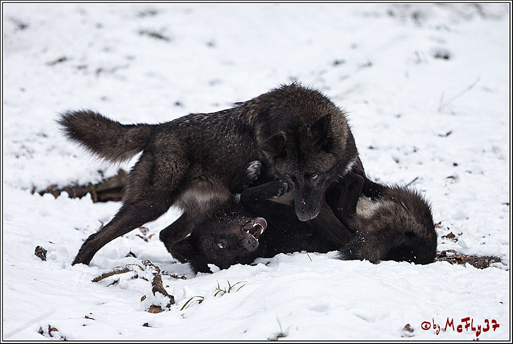 Woelfe im Schnee Timberwolf Polarwolf, 11.02.2017