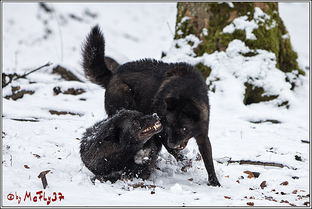 Woelfe im Schnee Timberwolf Polarwolf, 11.02.2017