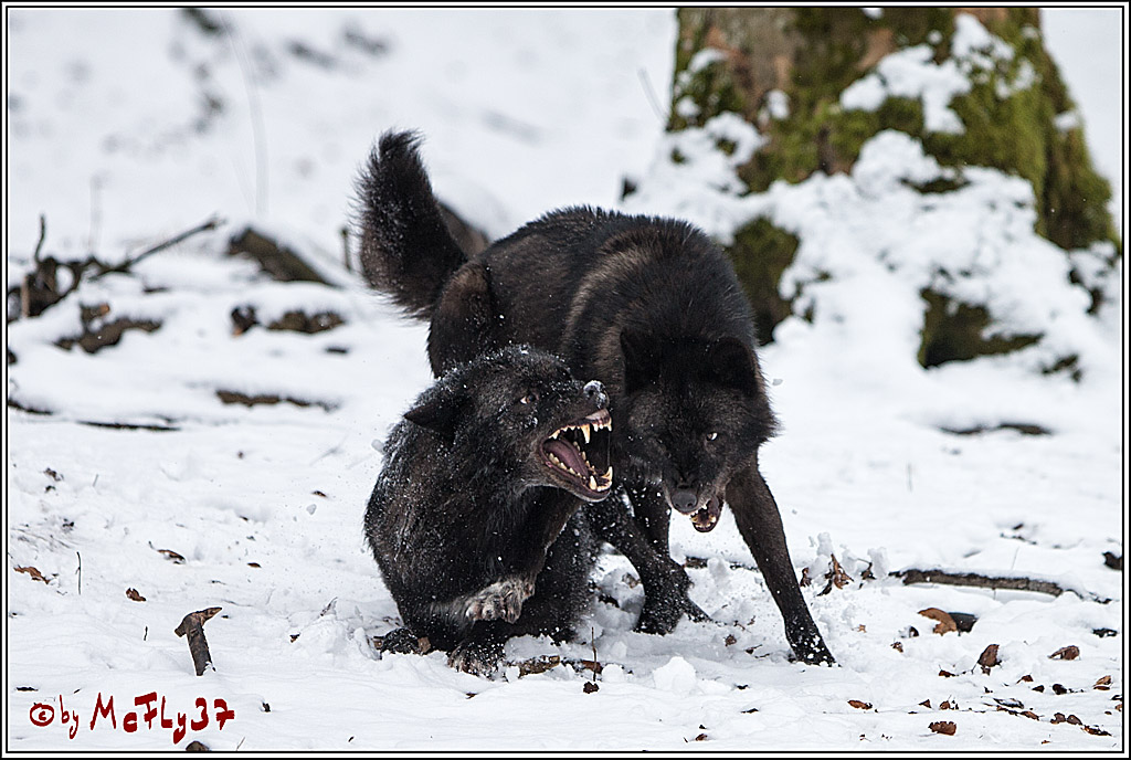Woelfe im Schnee Timberwolf Polarwolf, 11.02.2017