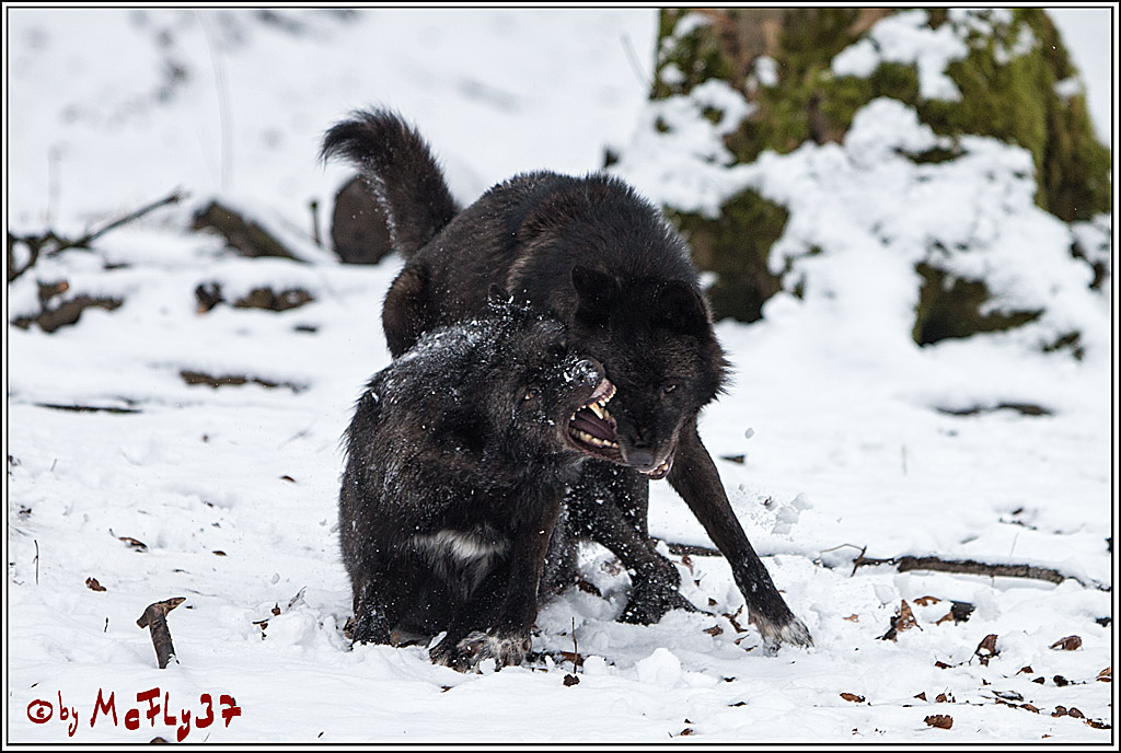 Woelfe im Schnee Timberwolf Polarwolf, 11.02.2017
