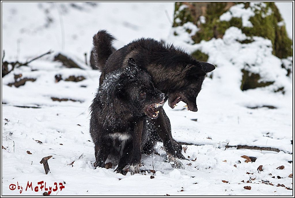 Woelfe im Schnee Timberwolf Polarwolf, 11.02.2017