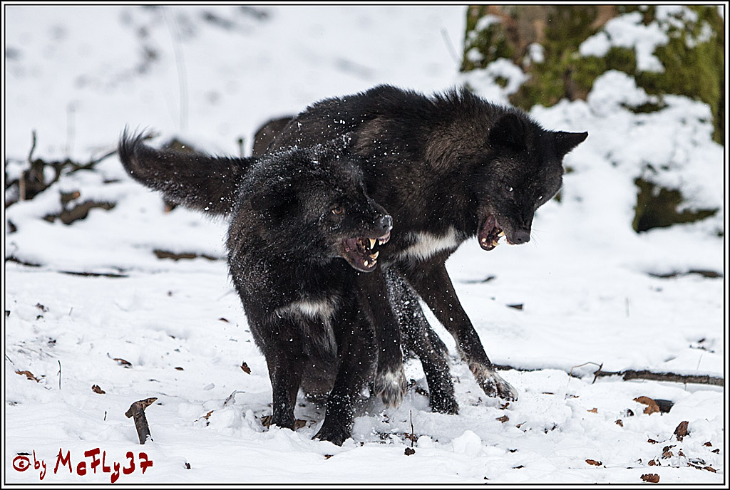 Woelfe im Schnee Timberwolf Polarwolf, 11.02.2017