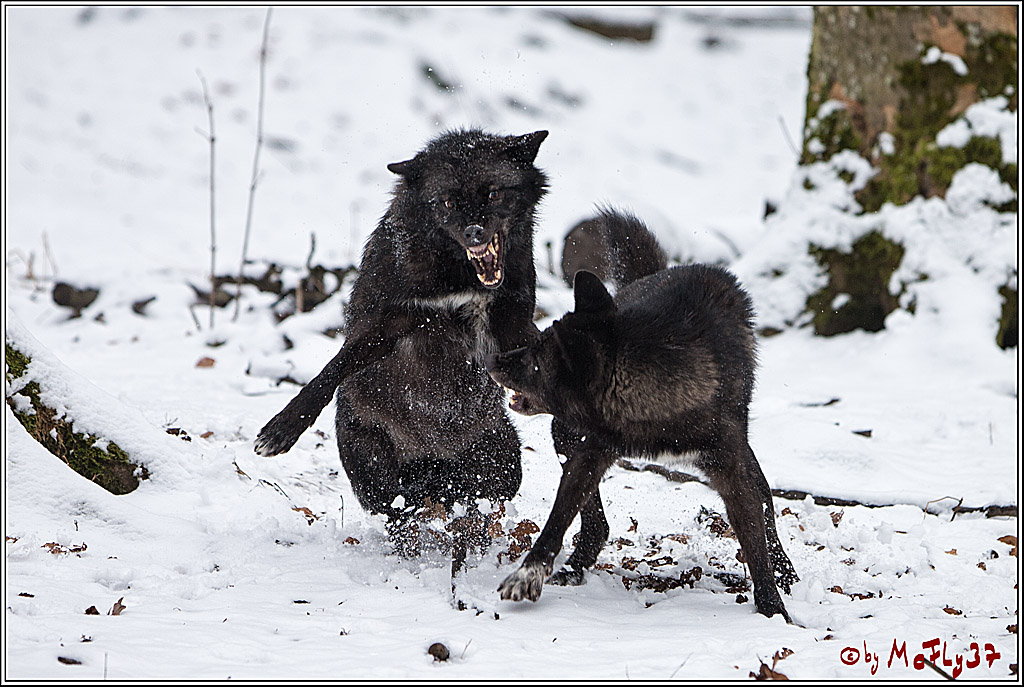 Woelfe im Schnee Timberwolf Polarwolf, 11.02.2017