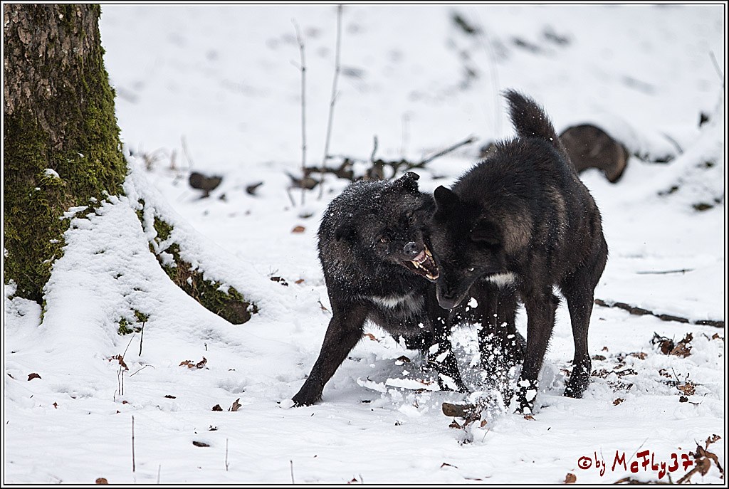 Woelfe im Schnee Timberwolf Polarwolf, 11.02.2017