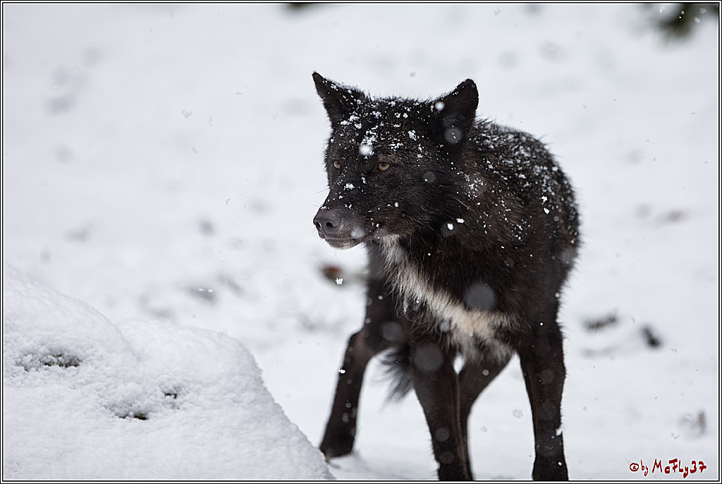 Woelfe im Schnee Timberwolf Polarwolf, 11.02.2017