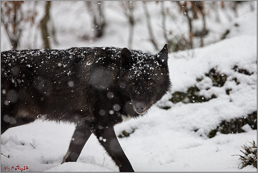 Woelfe im Schnee Timberwolf Polarwolf, 11.02.2017