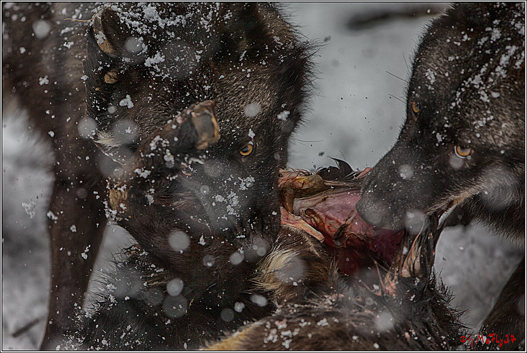 Woelfe im Schnee Timberwolf Polarwolf, 11.02.2017