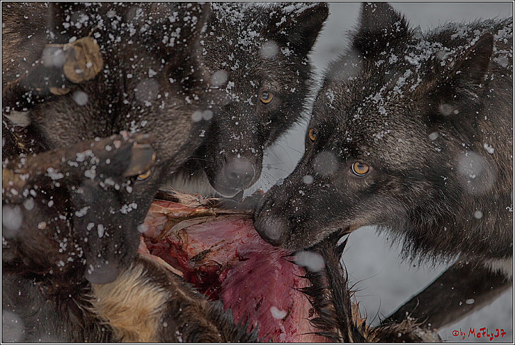 Woelfe im Schnee Timberwolf Polarwolf, 11.02.2017