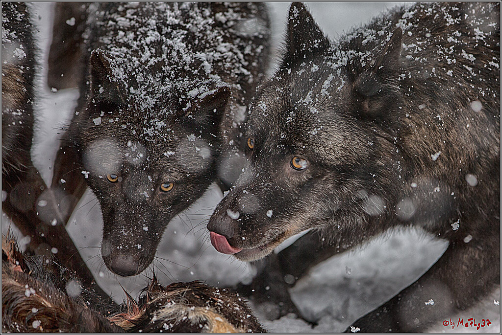 Woelfe im Schnee Timberwolf Polarwolf, 11.02.2017