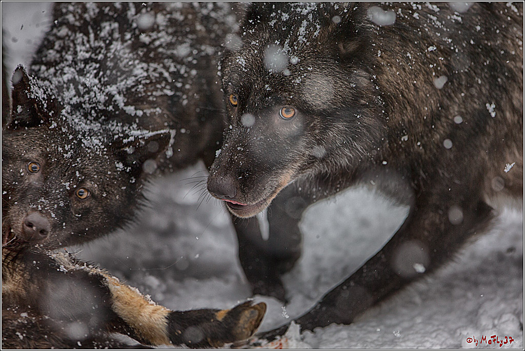 Woelfe im Schnee Timberwolf Polarwolf, 11.02.2017