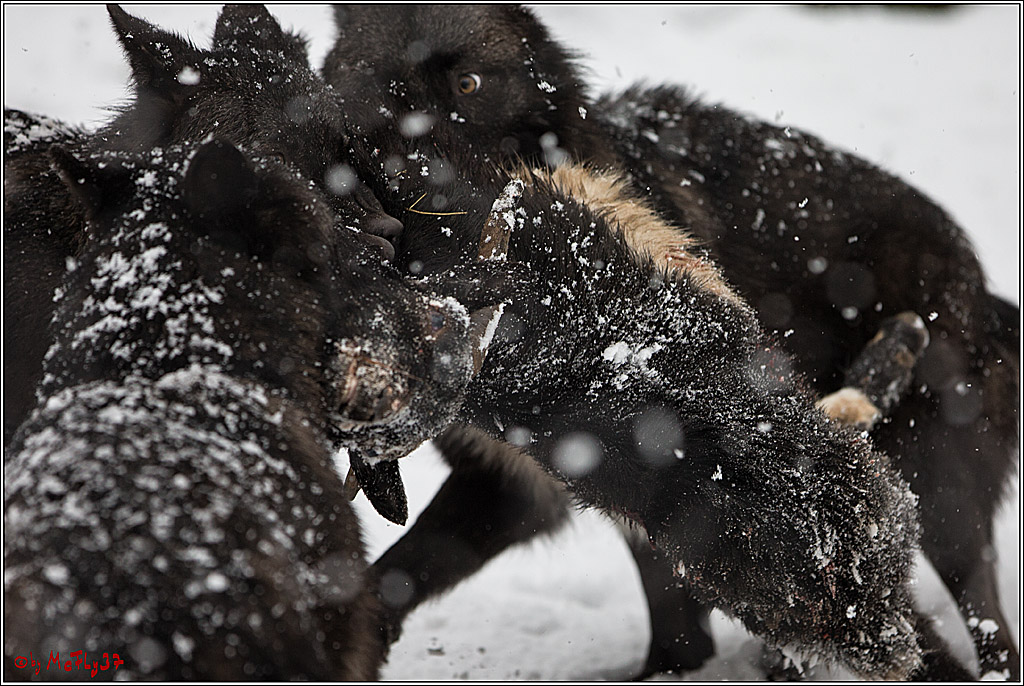 Woelfe im Schnee Timberwolf Polarwolf, 11.02.2017