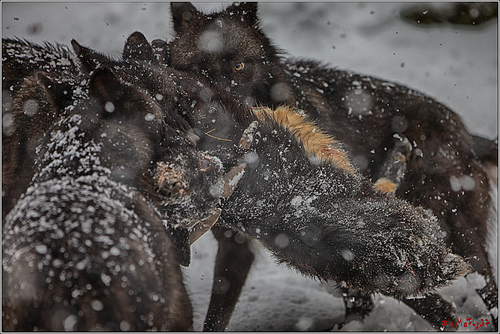 Woelfe im Schnee Timberwolf Polarwolf, 11.02.2017