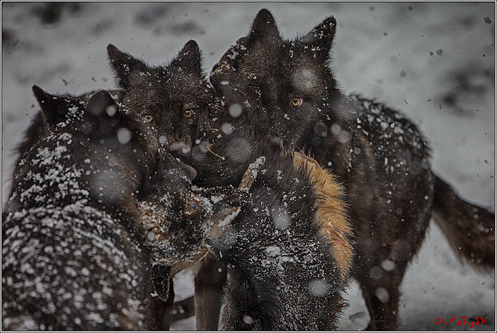Woelfe im Schnee Timberwolf Polarwolf, 11.02.2017
