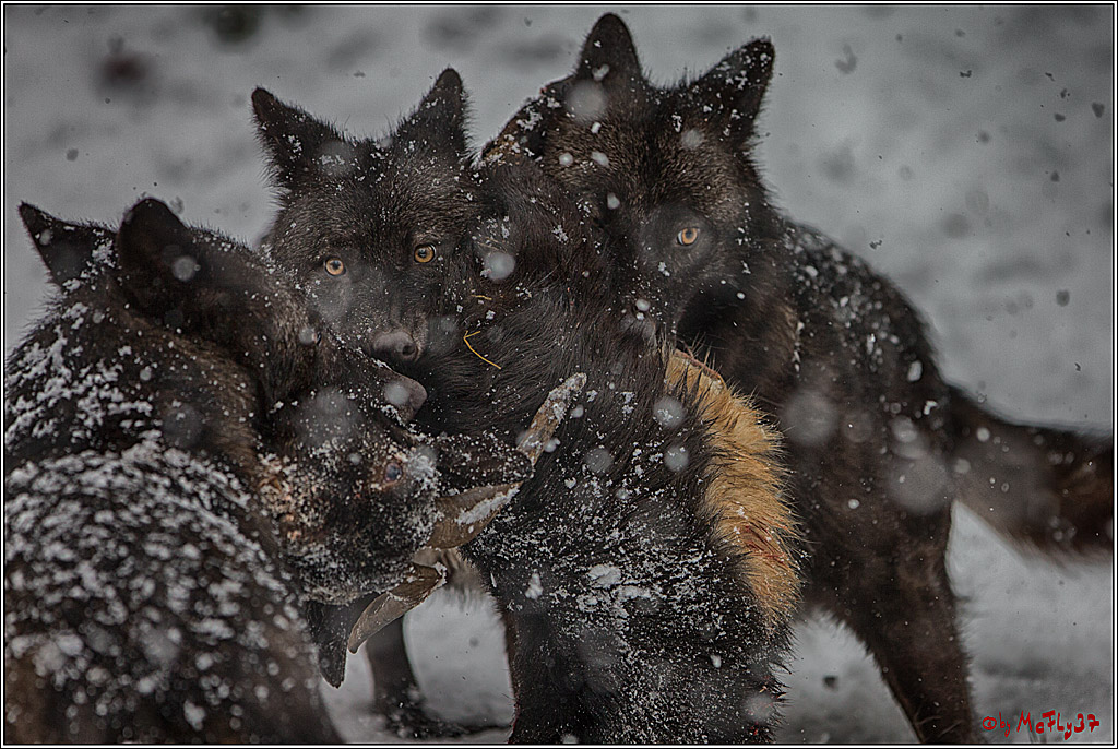 Woelfe im Schnee Timberwolf Polarwolf, 11.02.2017