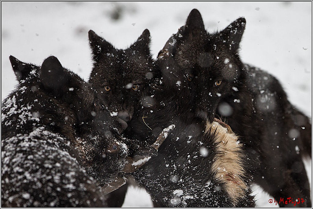 Woelfe im Schnee Timberwolf Polarwolf, 11.02.2017
