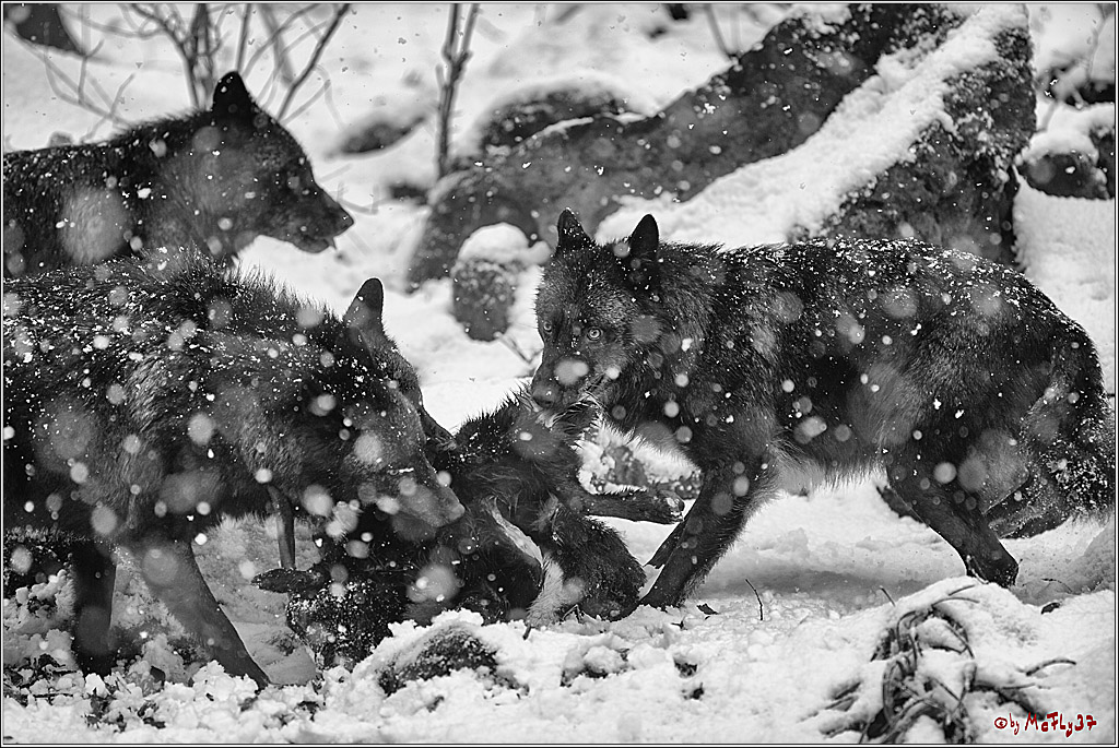 Woelfe im Schnee Timberwolf Polarwolf, 11.02.2017