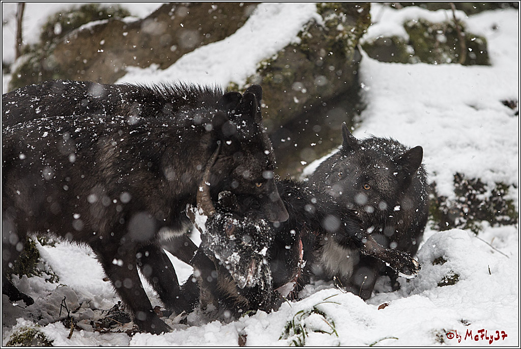 Woelfe im Schnee Timberwolf Polarwolf, 11.02.2017