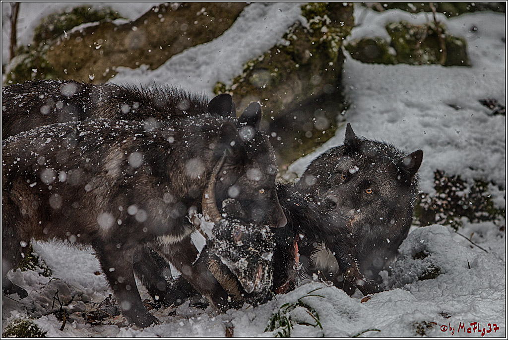 Woelfe im Schnee Timberwolf Polarwolf, 11.02.2017