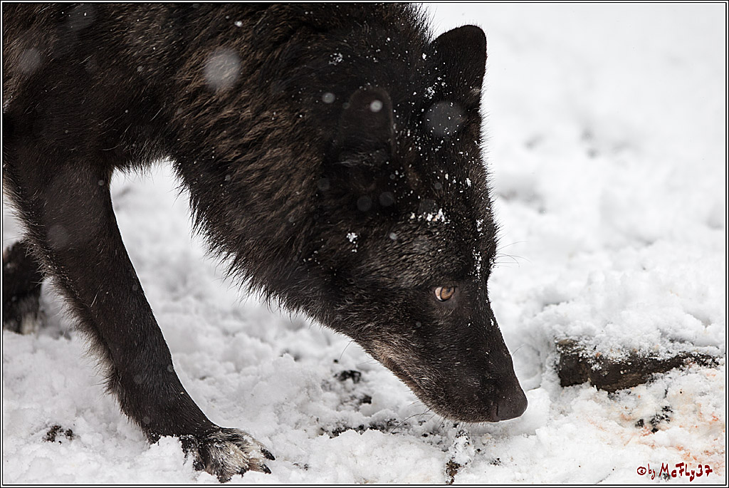 Woelfe im Schnee Timberwolf Polarwolf, 11.02.2017