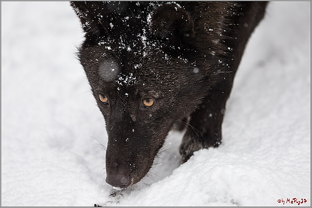 Woelfe im Schnee Timberwolf Polarwolf, 11.02.2017