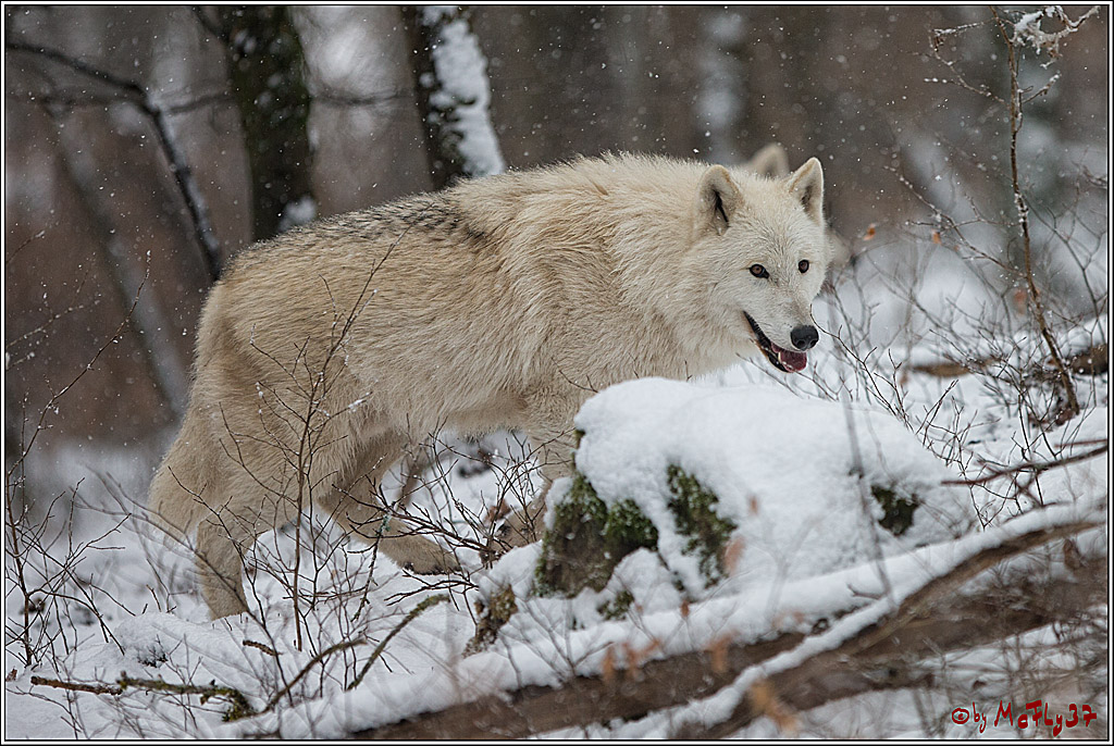 Woelfe im Schnee Timberwolf Polarwolf, 11.02.2017
