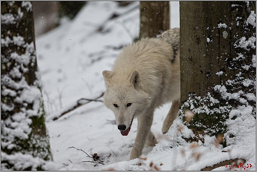 Woelfe im Schnee Timberwolf Polarwolf, 11.02.2017