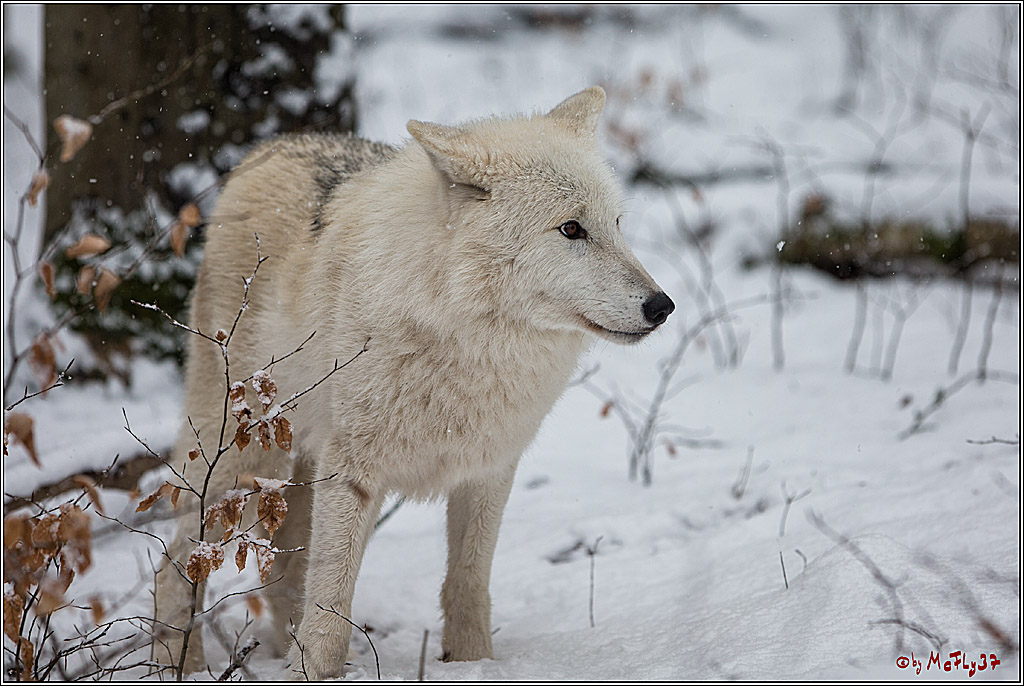 Woelfe im Schnee Timberwolf Polarwolf, 11.02.2017