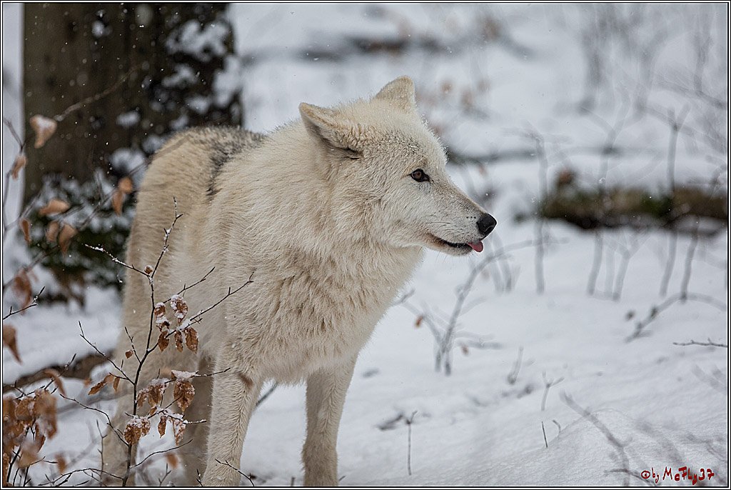Woelfe im Schnee Timberwolf Polarwolf, 11.02.2017