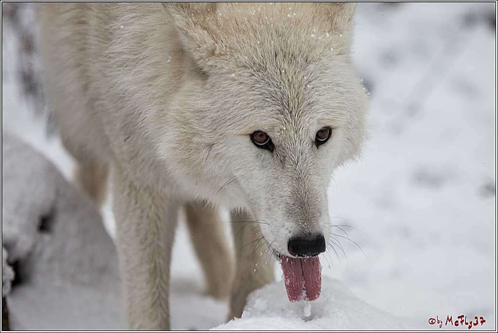 Woelfe im Schnee Timberwolf Polarwolf, 11.02.2017