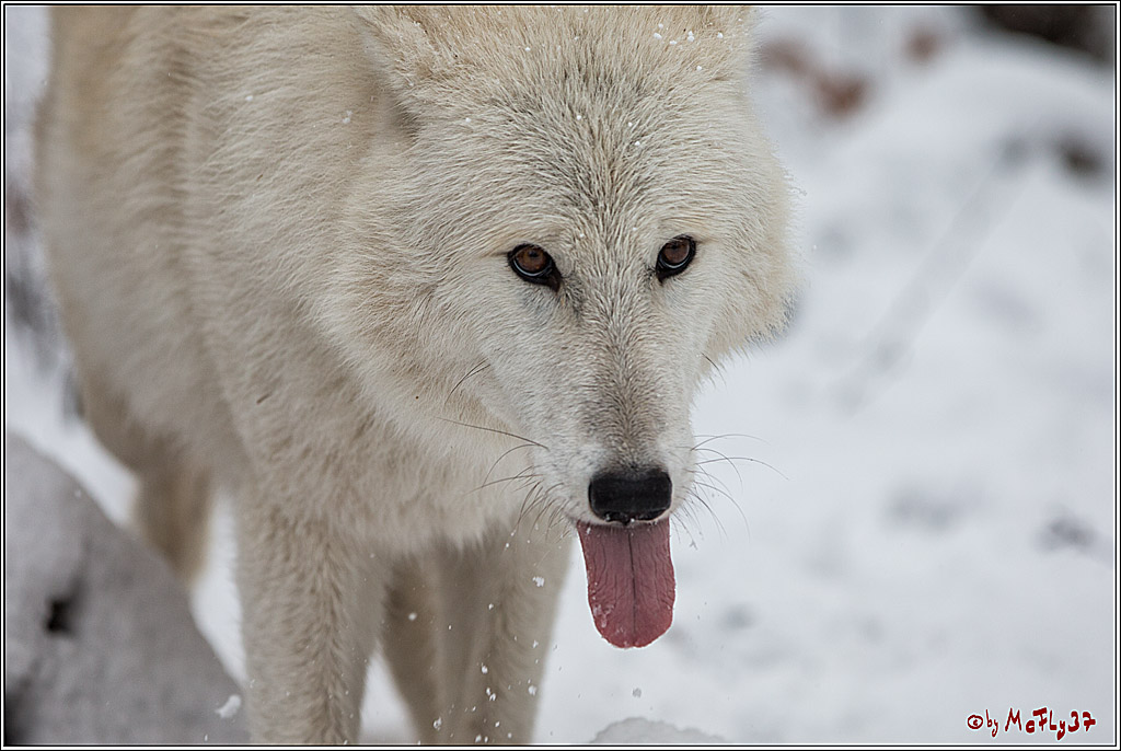 Woelfe im Schnee Timberwolf Polarwolf, 11.02.2017