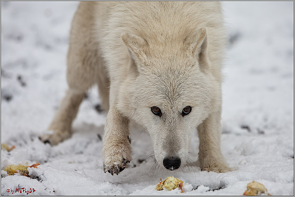 Woelfe im Schnee Timberwolf Polarwolf, 11.02.2017