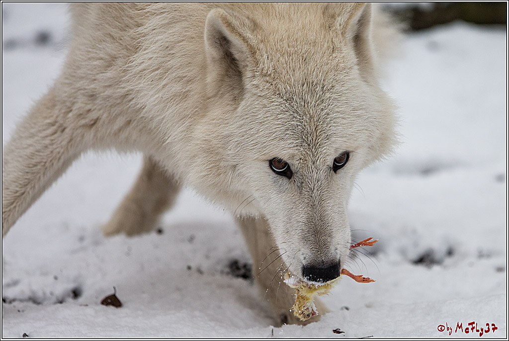 Woelfe im Schnee Timberwolf Polarwolf, 11.02.2017