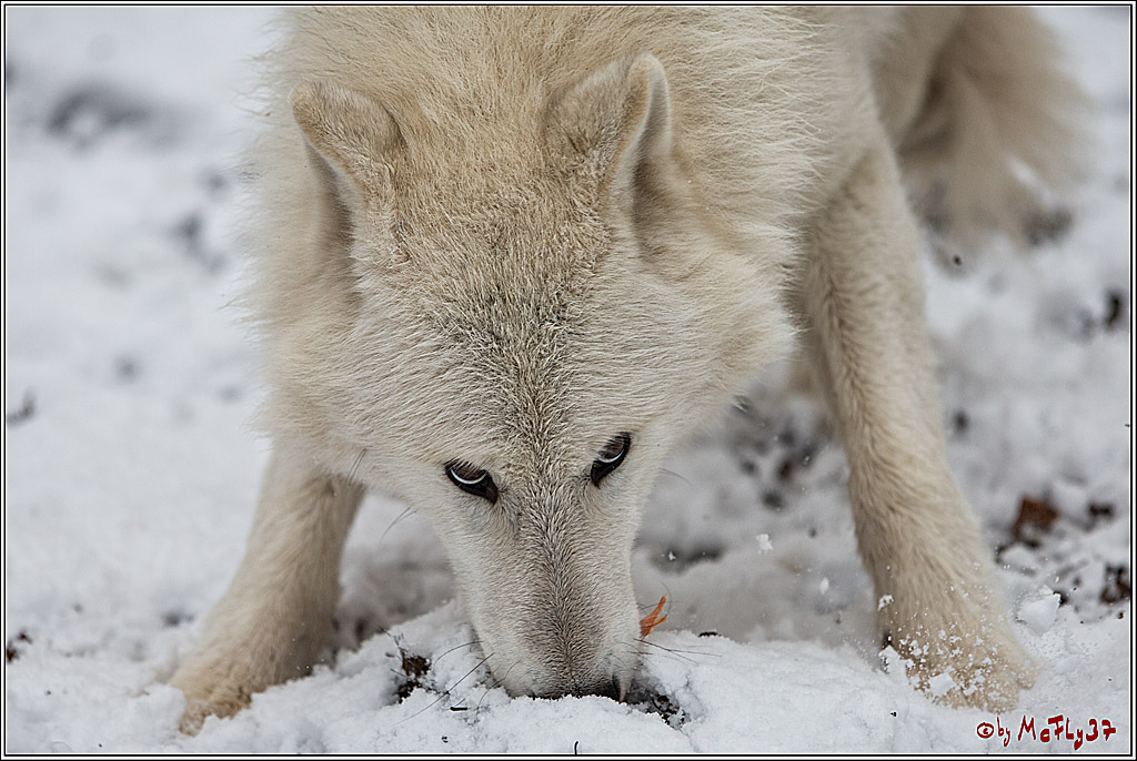 Woelfe im Schnee Timberwolf Polarwolf, 11.02.2017