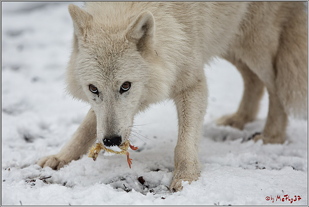 Woelfe im Schnee Timberwolf Polarwolf, 11.02.2017