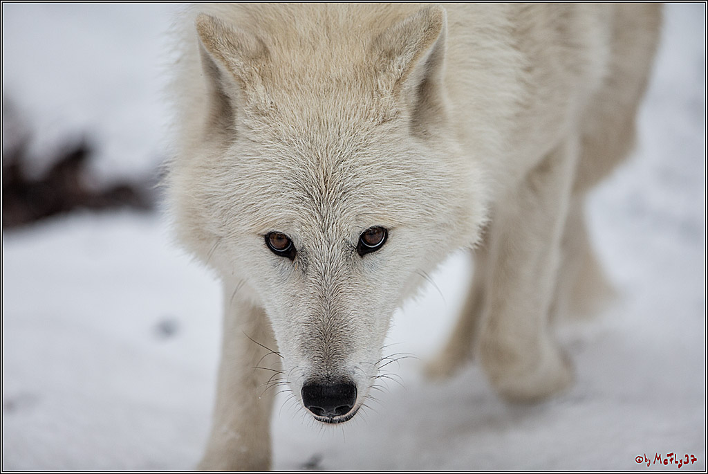 Woelfe im Schnee Timberwolf Polarwolf, 11.02.2017