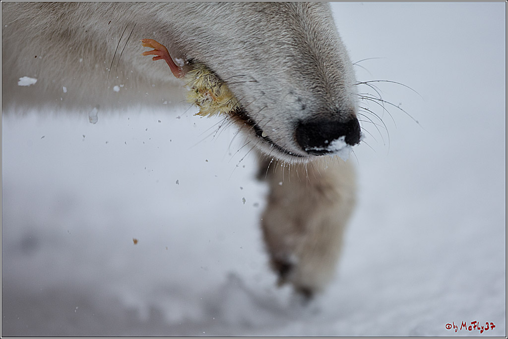 Woelfe im Schnee Timberwolf Polarwolf, 11.02.2017